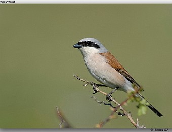 Animali 085